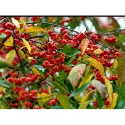 Almindelig Benved 'Red Cascade' Euonymus Europaeus 'Red Cascade' 5 Liter Potte -Plantetorvet mi904 euonymus europaeus red cascade 4499