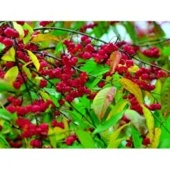 Almindelig Benved 'Red Cascade' Euonymus Europaeus 'Red Cascade' 5 Liter Potte -Plantetorvet mi904 euonymus europaeus red cascade 6944