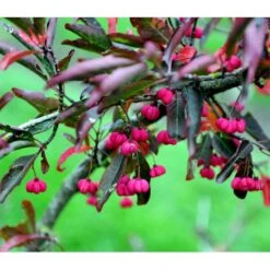 Almindelig Benved 'Red Cascade' Euonymus Europaeus 'Red Cascade' 5 Liter Potte -Plantetorvet mi904 euonymus europaeus red cascade 74f9