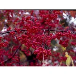Almindelig Benved 'Red Cascade' Euonymus Europaeus 'Red Cascade' 5 Liter Potte -Plantetorvet mi904 euonymus europaeus red cascade 928a