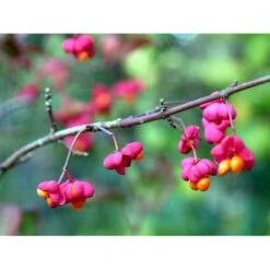 Almindelig Benved 'Red Cascade' Euonymus Europaeus 'Red Cascade' 5 Liter Potte -Plantetorvet mi904 euonymus europaeus red cascade f8f9