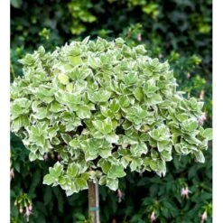 Benved 'Emerald Gaiety' Euonymus Fortunei 'Emerald Gaiety' Opstammet 120 Cm. Med Potte