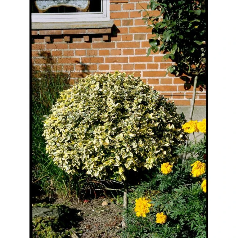 Benved 'Emerald Gold' Euonymus Fortunei 'Emerald Gold' Opstammet 80 cm. 7,5 liter potte Benved 'Emerald Gold' Euonymus Fortunei 'Emerald Gold' Opstammet 80 Cm. 7,5 Liter Potte -Plantetorvet mi906 euonymus fortunei emerald n gold 7582