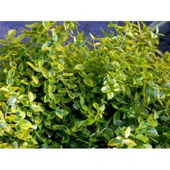 Benved 'Emerald Gold' Euonymus Fortunei 'Emerald Gold' Opstammet 80 Cm. 7,5 Liter Potte 4 Benved 'Emerald Gold' Euonymus Fortunei 'Emerald Gold' Opstammet 80 Cm. 7,5 Liter Potte -Plantetorvet mi906 euonymus fortunei emerald n gold 8b54