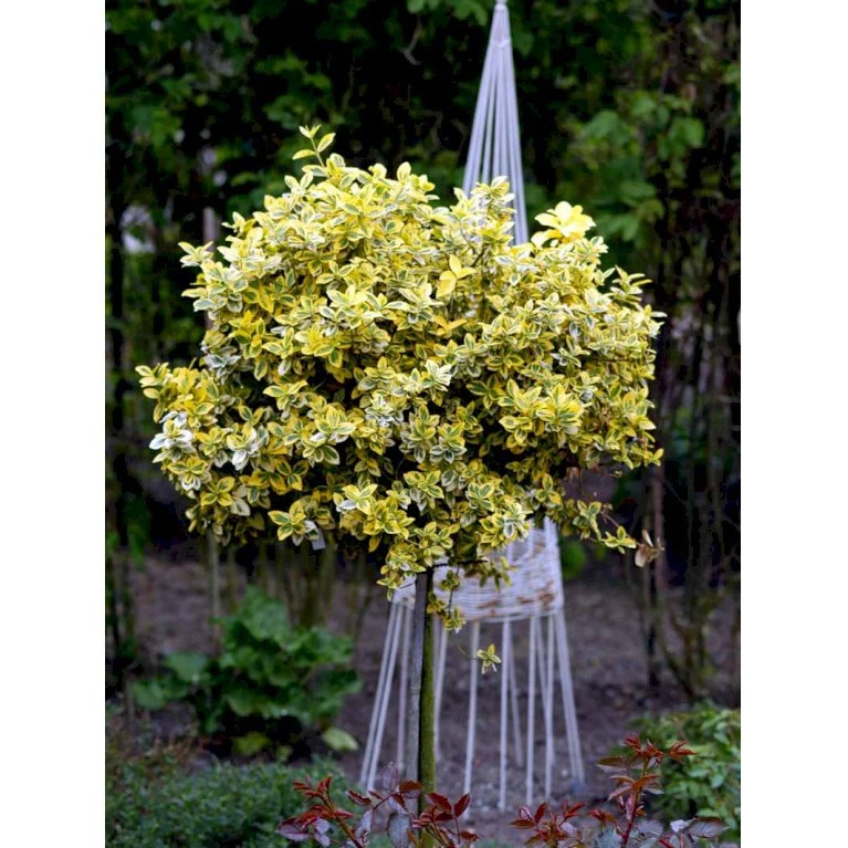 Benved 'Emerald Gold' Euonymus Fortunei 'Emerald Gold' Opstammet 80 cm. 7,5 liter potte Benved 'Emerald Gold' Euonymus Fortunei 'Emerald Gold' Opstammet 80 Cm. 7,5 Liter Potte -Plantetorvet mi906 euonymus fortunei emerald n gold d69b