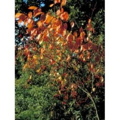 Kirsebærbenved Euonymus Planipes Med Klump,- 100-120 Cm.