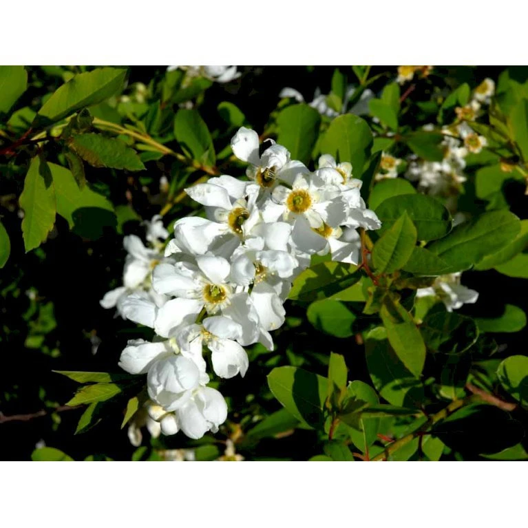 Perlebusk 'The Bride' Exochorda Marcrantha 'The Bride' 2,5 Liter Perlebusk 'The Bride' Exochorda Marcrantha 'The Bride' 2,5 Liter -Plantetorvet mi924 exochorda the bride 6f79