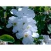 Perlebusk 'The Bride' Exochorda Marcrantha 'The Bride' 2,5 Liter -Plantetorvet mi924 exochorda the bride 94ce