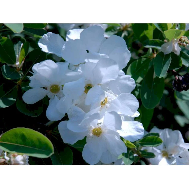 Perlebusk 'The Bride' Exochorda Marcrantha 'The Bride' 2,5 Liter Perlebusk 'The Bride' Exochorda Marcrantha 'The Bride' 2,5 Liter -Plantetorvet mi924 exochorda the bride 94ce