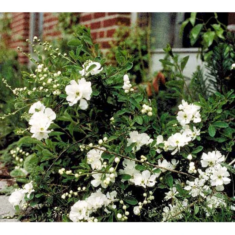 Perlebusk 'The Bride' Exochorda Marcrantha 'The Bride' 2,5 Liter Perlebusk 'The Bride' Exochorda Marcrantha 'The Bride' 2,5 Liter -Plantetorvet mi924 exochorda the bride d39e