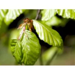 Almindelig Bøg / Bøgehæk Fagus Sylvatica Barrods, Omplantet 3 års 100-120 Cm. 10 Almindelig Bøg / Bøgehæk Fagus Sylvatica Barrods, Omplantet 3 års 100-120 Cm. -Plantetorvet mi937 fagus sylvatica 0088 2