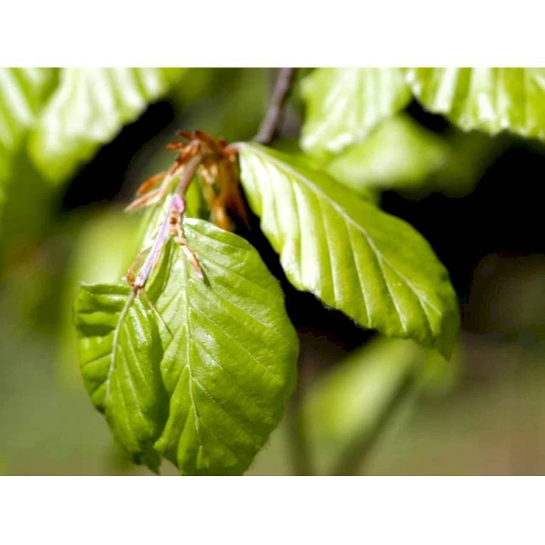 Almindelig Bøg / Bøgehæk Fagus Sylvatica Med klump,- 150-175 cm. Almindelig Bøg / Bøgehæk Fagus Sylvatica Med Klump,- 150-175 Cm. -Plantetorvet mi937 fagus sylvatica 0088 3