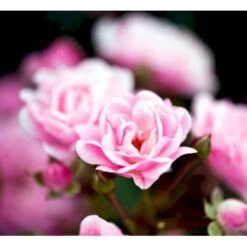 'Pink The Fairy' Rosa X 'Pink The Fairy' (Bunddækkerose) A-Kvalitet,- Barrods Roser Min. 3 Grene -Plantetorvet mi9391 rosa the fairy 63f6