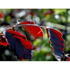 Blodbøg 'Riversii' Fagus Sylvatica 'Riversii' Heister 175-200 Cm. Med Potte