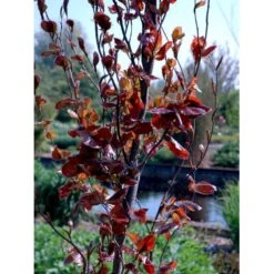 Søjleblodbøg 'Dawyck Purple' Fagus Sylvatica 'Dawyck Purple' Heister 175-200 Cm. Med Klump -Plantetorvet mi947 fagus sylvatica dawyck purple 3e4d