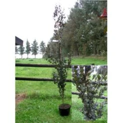 Søjleblodbøg 'Dawyck Purple' Fagus Sylvatica 'Dawyck Purple' Heister 175-200 Cm. Med Klump -Plantetorvet mi947 fagus sylvatica dawyck purple 4ac3