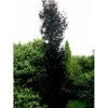 Søjleblodbøg 'Dawyck Purple' Fagus Sylvatica 'Dawyck Purple' Heister 175-200 Cm. Med Klump