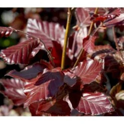 Søjleblodbøg 'Dawyck Purple' Fagus Sylvatica 'Dawyck Purple' Heister 175-200 Cm. Med Klump -Plantetorvet mi947 fagus sylvatica dawyck purple 6b2b