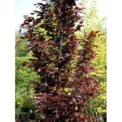 Søjleblodbøg 'Dawyck Purple' Fagus Sylvatica 'Dawyck Purple' Heister 175-200 Cm. Med Klump -Plantetorvet mi947 fagus sylvatica dawyck purple 8011