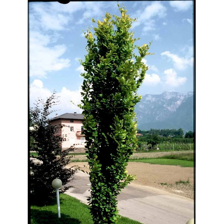 Gul Søjlebøg 'Dawyck Gold' Fagus Sylvatica 'Dawyck Gold' Potte 15 liter,- 200-250 cm. Gul Søjlebøg 'Dawyck Gold' Fagus Sylvatica 'Dawyck Gold' Potte 15 Liter,- 200-250 Cm. -Plantetorvet mi948 fagus sylvatica dawyck gold 85fc