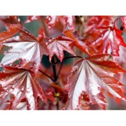 Rødbladet Spidsløn Acer Platanoides 'Crimson Sentry' Opstammet 120 Cm. Med Potte -Plantetorvet mi94 acer platanoides crimson centry 046e