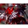 Rødbladet Spidsløn Acer Platanoides 'Crimson Sentry' Opstammet 120 Cm. Med Potte 1 Rødbladet Spidsløn Acer Platanoides 'Crimson Sentry' Opstammet 120 Cm. Med Potte -Plantetorvet mi94 acer platanoides crimson centry 8c4f