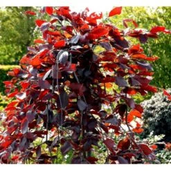 Hængende Blodbøg 'Purpurea Pendula' Fagus Sylvatica 'Purpurea Pendula' Opstammet 120 Cm. Med Potte -Plantetorvet mi951 fagus sylvatica purpurea pendula 1172