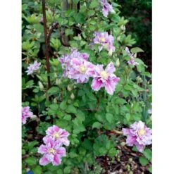 'Piilu' Clematis 'Piilu' Opbundet 60 Cm. 2 Liter Potte -Plantetorvet mi9698 clematis piilu 62a1