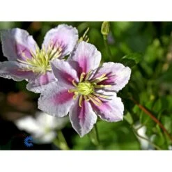 'Piilu' Clematis 'Piilu' Opbundet 60 Cm. 2 Liter Potte -Plantetorvet mi9698 clematis piilu 9a8a