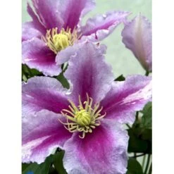 'Piilu' Clematis 'Piilu' Opbundet 60 Cm. 2 Liter Potte -Plantetorvet mi9698 clematis piilu b307