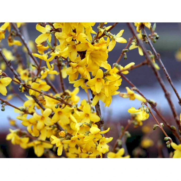 Vårguld 'Lynwood' Forsythia Intermedia 'Lynwood' 5 Liter potte Vårguld 'Lynwood' Forsythia Intermedia 'Lynwood' 5 Liter Potte -Plantetorvet mi975 forsythia intermedia lynwood 9c07