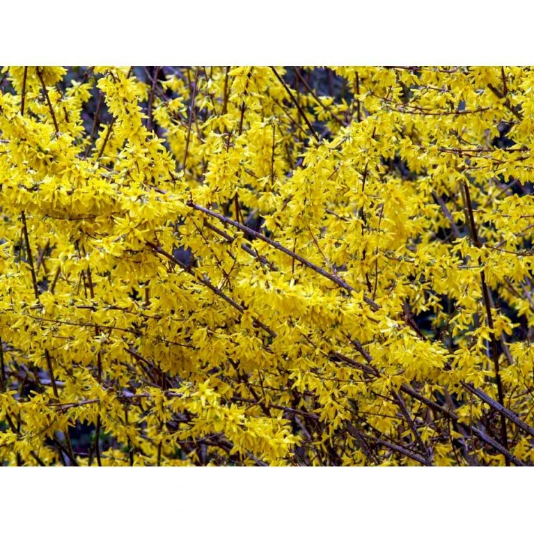 Vårguld 'Lynwood' Forsythia Intermedia 'Lynwood' 5 Liter potte Vårguld 'Lynwood' Forsythia Intermedia 'Lynwood' 5 Liter Potte -Plantetorvet mi975 forsythia intermedia lynwood 9e06