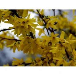 Vårguld 'Lynwood' Forsythia Intermedia 'Lynwood' 5 Liter Potte 6 Vårguld 'Lynwood' Forsythia Intermedia 'Lynwood' 5 Liter Potte -Plantetorvet mi975 forsythia intermedia lynwood cbd0