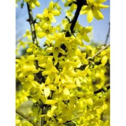 Vårguld 'Lynwood' Forsythia Intermedia 'Lynwood' 5 Liter Potte 8 Vårguld 'Lynwood' Forsythia Intermedia 'Lynwood' 5 Liter Potte -Plantetorvet mi975 forsythia intermedia lynwood d1de