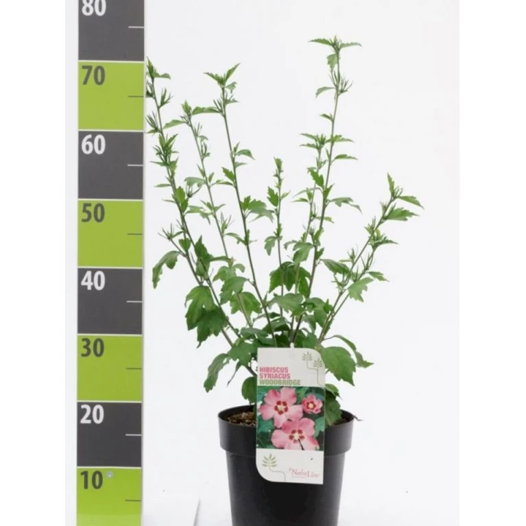 Syrisk Rose 'Woodbridge' Hibiscus Syriacus 'Woodbridge' Potte 4,0 liter,- 50-60 cm. Syrisk Rose 'Woodbridge' Hibiscus Syriacus 'Woodbridge' Potte 4,0 Liter,- 50-60 Cm. -Plantetorvet p1046 41837 hibiscus syriacus woodbridge ffb7