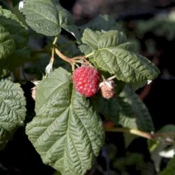 Efterårs Hindbær 'Autumn Bliss'® Rubus Idaeus 'Autumn Bliss'® Barrods,- 8-10 Mm. Rodhals. 4 Efterårs Hindbær 'Autumn Bliss'® Rubus Idaeus 'Autumn Bliss'® Barrods,- 8-10 Mm. Rodhals. -Plantetorvet p1048 48837 rubus idaeus autumn bliss d57e