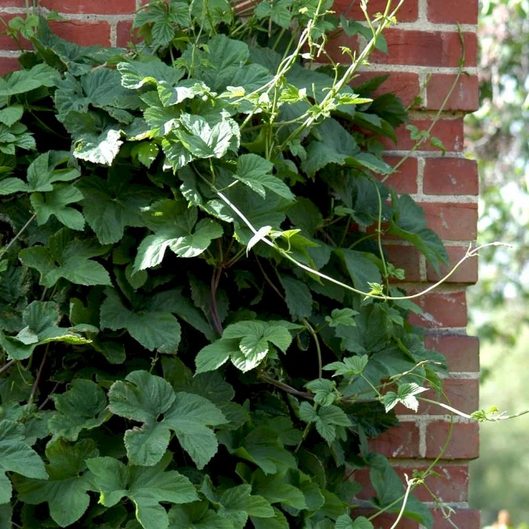 Almindelig Humle Humulus Lupulus Potte 2,0 liter,- Opbundet Almindelig Humle Humulus Lupulus Potte 2,0 Liter,- Opbundet -Plantetorvet p1088 48723 humulus lupulus fc97