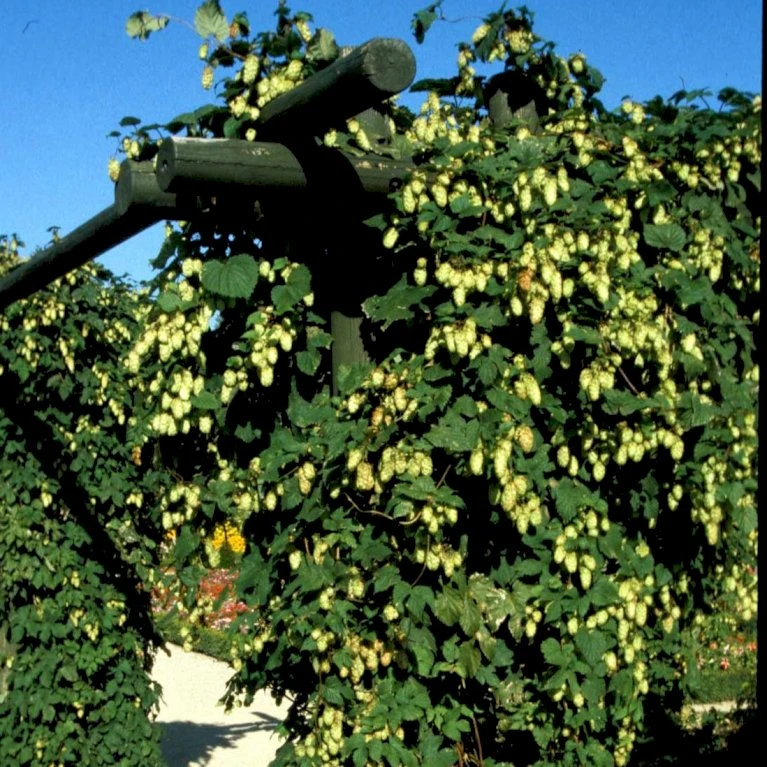 Almindelig Humle Humulus Lupulus Potte 2,0 liter,- Opbundet Almindelig Humle Humulus Lupulus Potte 2,0 Liter,- Opbundet -Plantetorvet p1088 48724 humulus lupulus 22c9