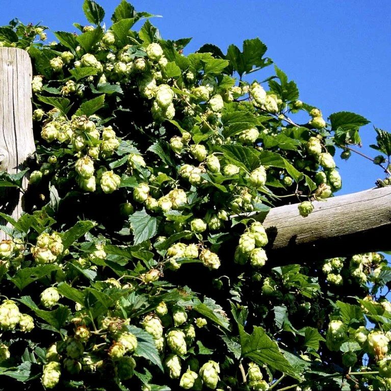 Almindelig Humle Humulus Lupulus Potte 2,0 liter,- Opbundet Almindelig Humle Humulus Lupulus Potte 2,0 Liter,- Opbundet -Plantetorvet p1088 48725 humulus lupulus 66ba