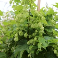 Almindelig Humle Humulus Lupulus Potte 2,0 Liter,- Opbundet 5 Almindelig Humle Humulus Lupulus Potte 2,0 Liter,- Opbundet -Plantetorvet p1088 50599 humulus lupulus cd63