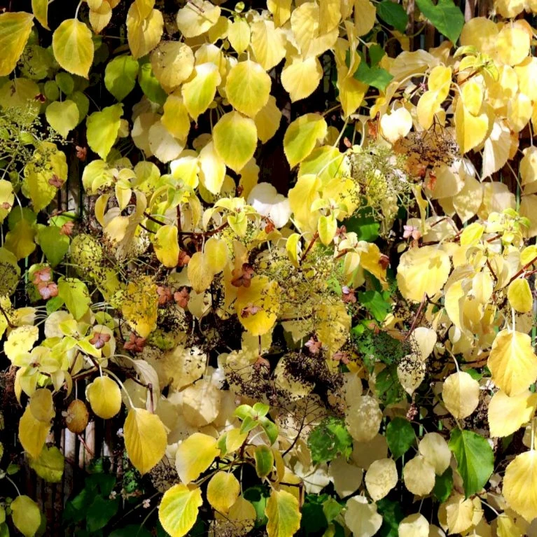 Klatrehortensia Hydrangea Anomala Ssp. Petiolaris Potte 7,5 liter,- Opbundet 100-150 cm. Klatrehortensia Hydrangea Anomala Ssp. Petiolaris Potte 7,5 Liter,- Opbundet 100-150 Cm. -Plantetorvet p1091 48726 hydrangea anomala ssp petiolaris 711f