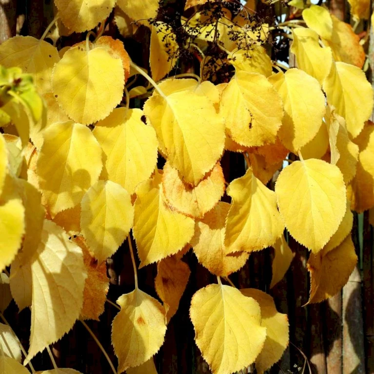 Klatrehortensia Hydrangea Anomala Ssp. Petiolaris Potte 7,5 liter,- Opbundet 100-150 cm. Klatrehortensia Hydrangea Anomala Ssp. Petiolaris Potte 7,5 Liter,- Opbundet 100-150 Cm. -Plantetorvet p1091 48728 hydrangea anomala ssp petiolaris f293