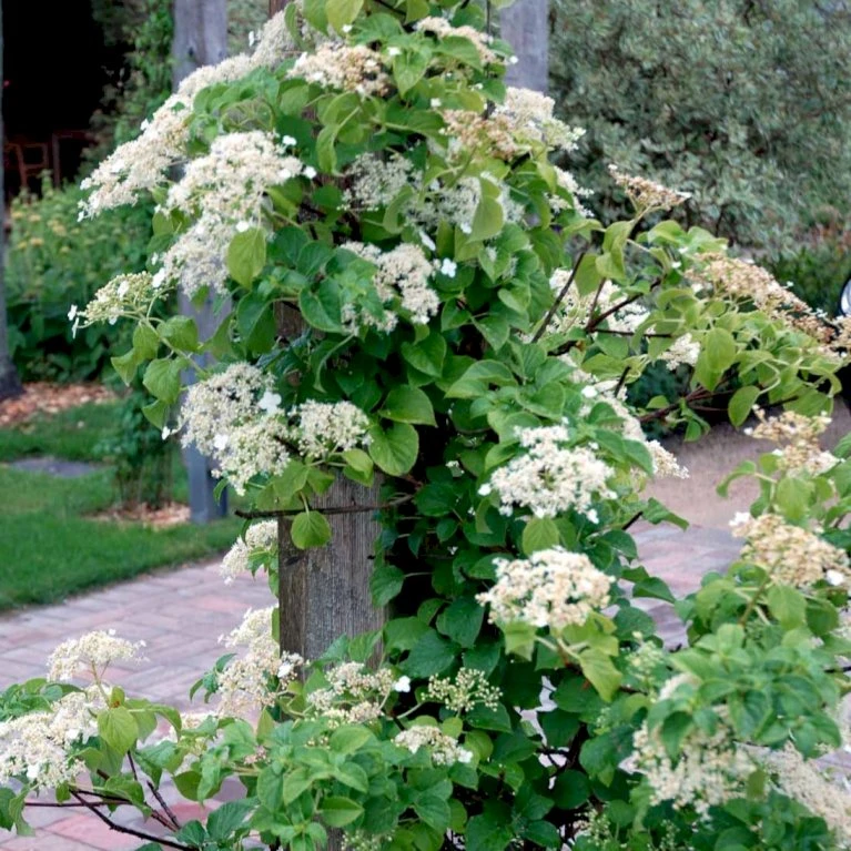 Klatrehortensia Hydrangea Anomala Ssp. Petiolaris Potte 7,5 liter,- Opbundet 100-150 cm. Klatrehortensia Hydrangea Anomala Ssp. Petiolaris Potte 7,5 Liter,- Opbundet 100-150 Cm. -Plantetorvet p1091 48729 hydrangea anomala ssp petiolaris d551