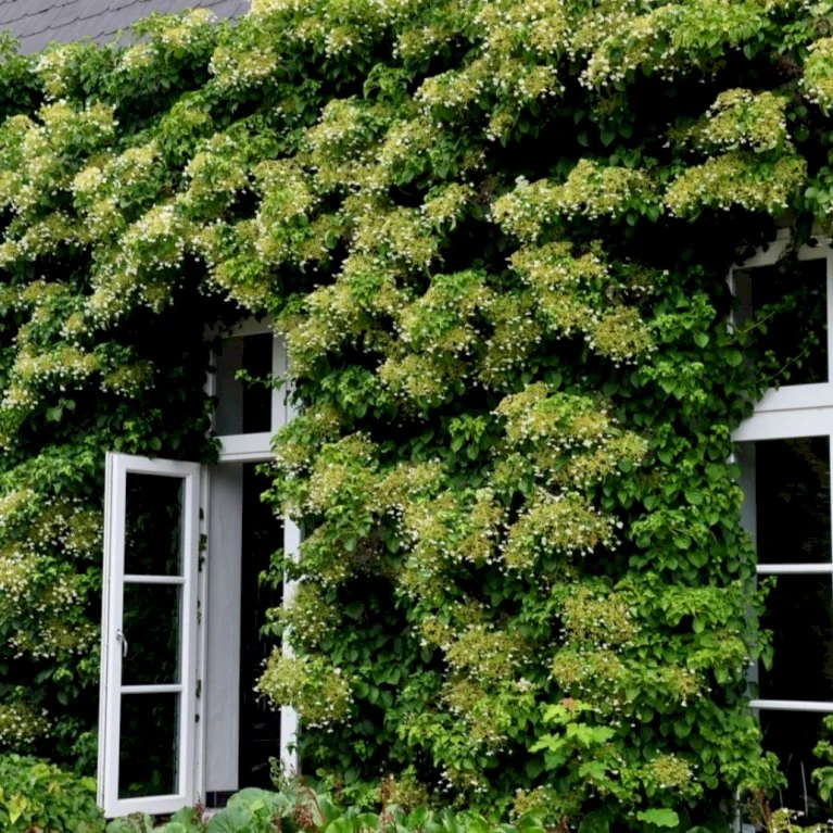 Klatrehortensia Hydrangea Anomala Ssp. Petiolaris Potte 7,5 liter,- Opbundet 100-150 cm. Klatrehortensia Hydrangea Anomala Ssp. Petiolaris Potte 7,5 Liter,- Opbundet 100-150 Cm. -Plantetorvet p1091 48730 hydrangea anomala ssp petiolaris 1df7