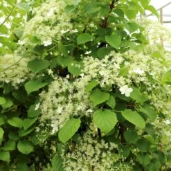 Klatrehortensia Hydrangea Anomala Ssp. Petiolaris Potte 7,5 Liter,- Opbundet 100-150 Cm. 7 Klatrehortensia Hydrangea Anomala Ssp. Petiolaris Potte 7,5 Liter,- Opbundet 100-150 Cm. -Plantetorvet p1091 50606 hydrangea anomala ssp petiolaris b32d