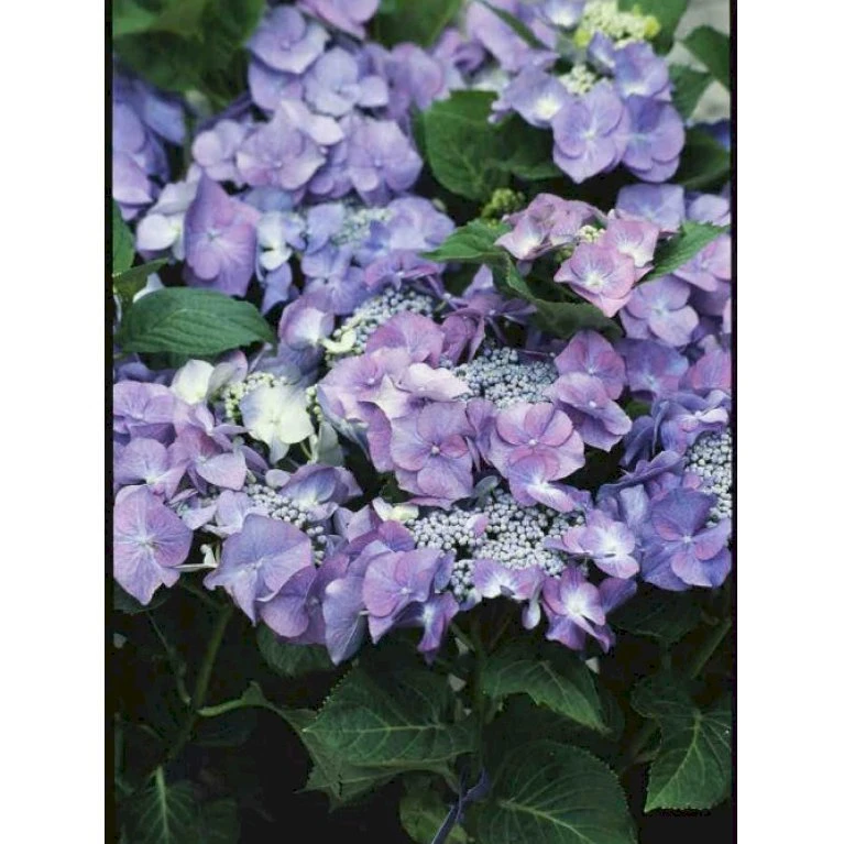 Hortensia 'Blaumeise' Hydrangea Macrophylla 'Blaumeise' 2,5 Liter Hortensia 'Blaumeise' Hydrangea Macrophylla 'Blaumeise' 2,5 Liter -Plantetorvet p1095 883 hydrangea macrophylla blaumeise 6b4a