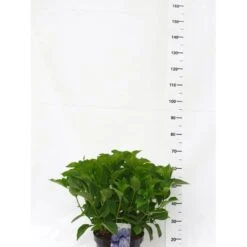 Hortensia 'Bodensee' Hydrangea Macrophylla 'Bodensee' Potte 10 Liter,- 40-50 Cm.