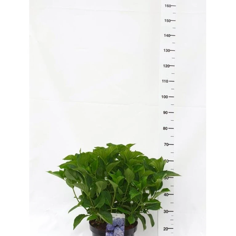 Hortensia 'Bodensee' Hydrangea Macrophylla 'Bodensee' Potte 10 liter,- 40-50 cm. Hortensia 'Bodensee' Hydrangea Macrophylla 'Bodensee' Potte 10 Liter,- 40-50 Cm. -Plantetorvet p1096 42118 hydrangea macrophylla bodensee c9ae