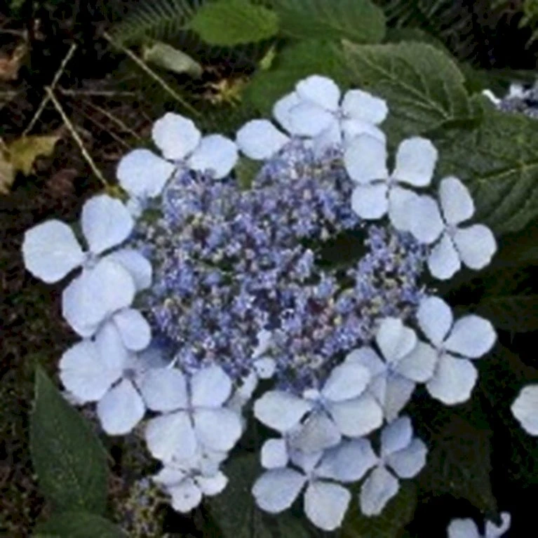 Japansk Hortensia 'Bluebird' Hydrangea Serrata 'Bluebird' 3,5 liter potte Japansk Hortensia 'Bluebird' Hydrangea Serrata 'Bluebird' 3,5 Liter Potte -Plantetorvet p1105 47763 hydrangea serrata bluebird 3e96