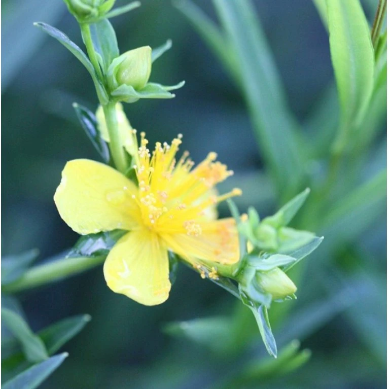 Perikon 'Gemo' Hypericum Erectum 'Gemo' 3,5 liter potte, Nordic Perikon 'Gemo' Hypericum Erectum 'Gemo' 3,5 Liter Potte, Nordic -Plantetorvet p1114 36130 hypericum erectum gemo cf10